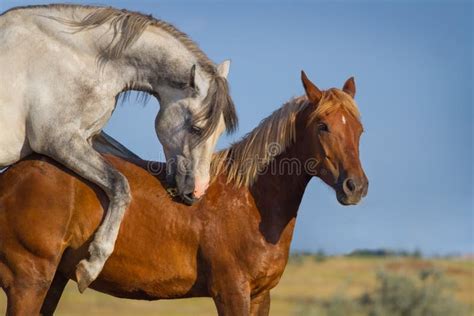 accouplement chevaux